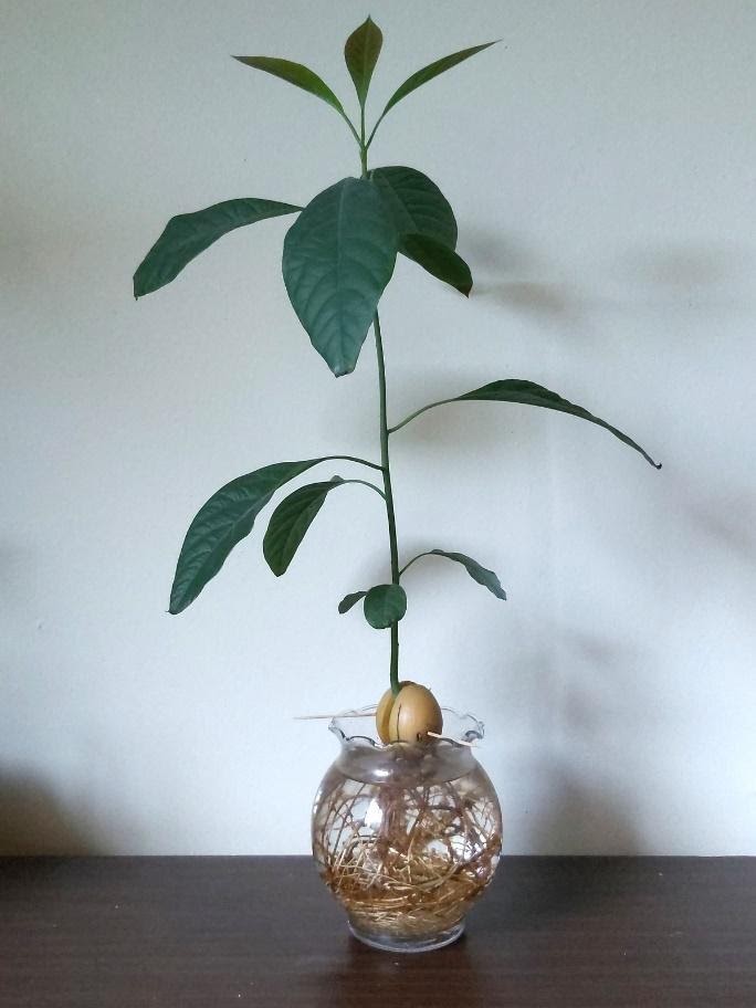 How to grow an avocado plant indoors? Embark Sustainability